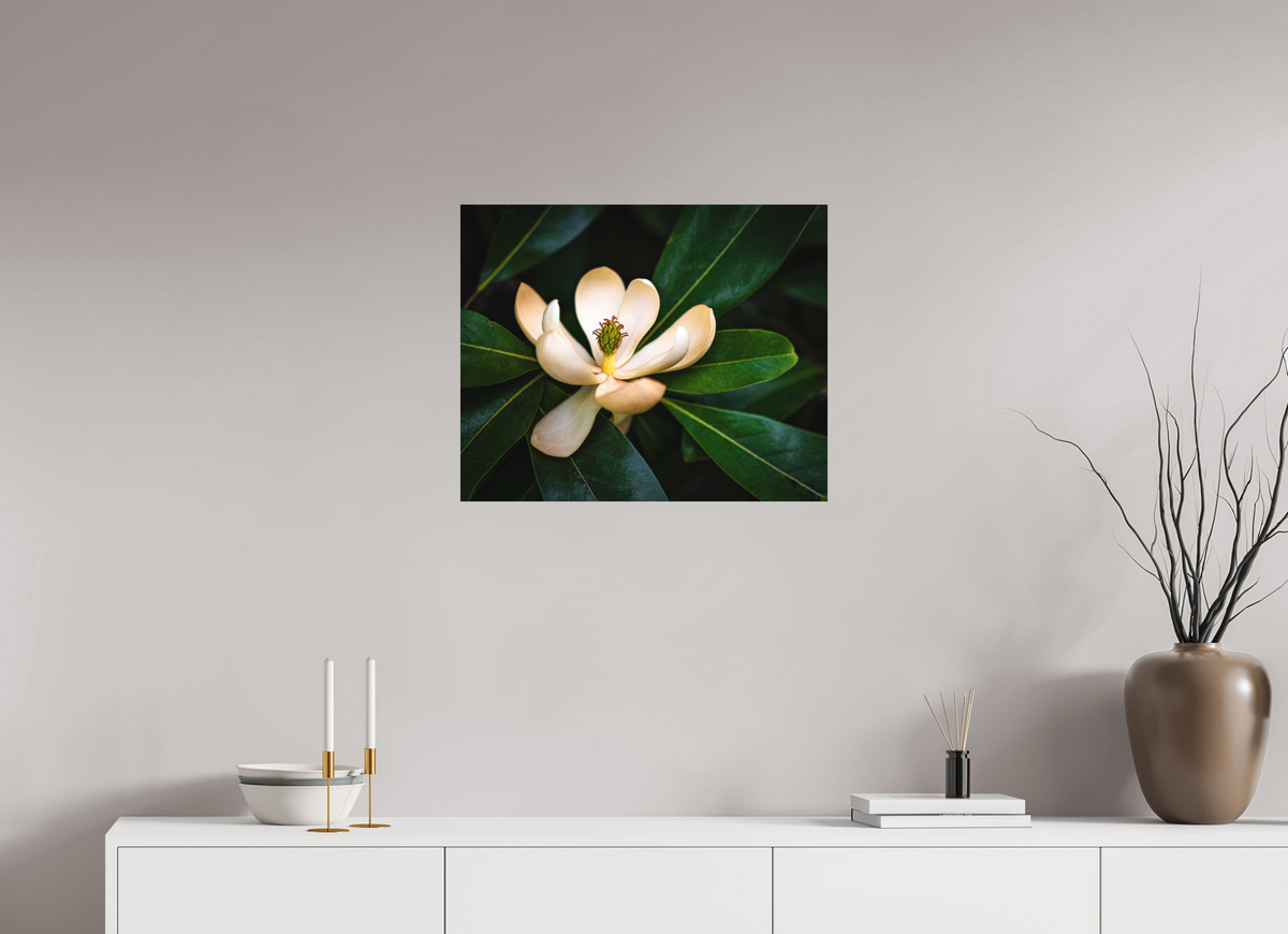 Magnolia In Bloom
