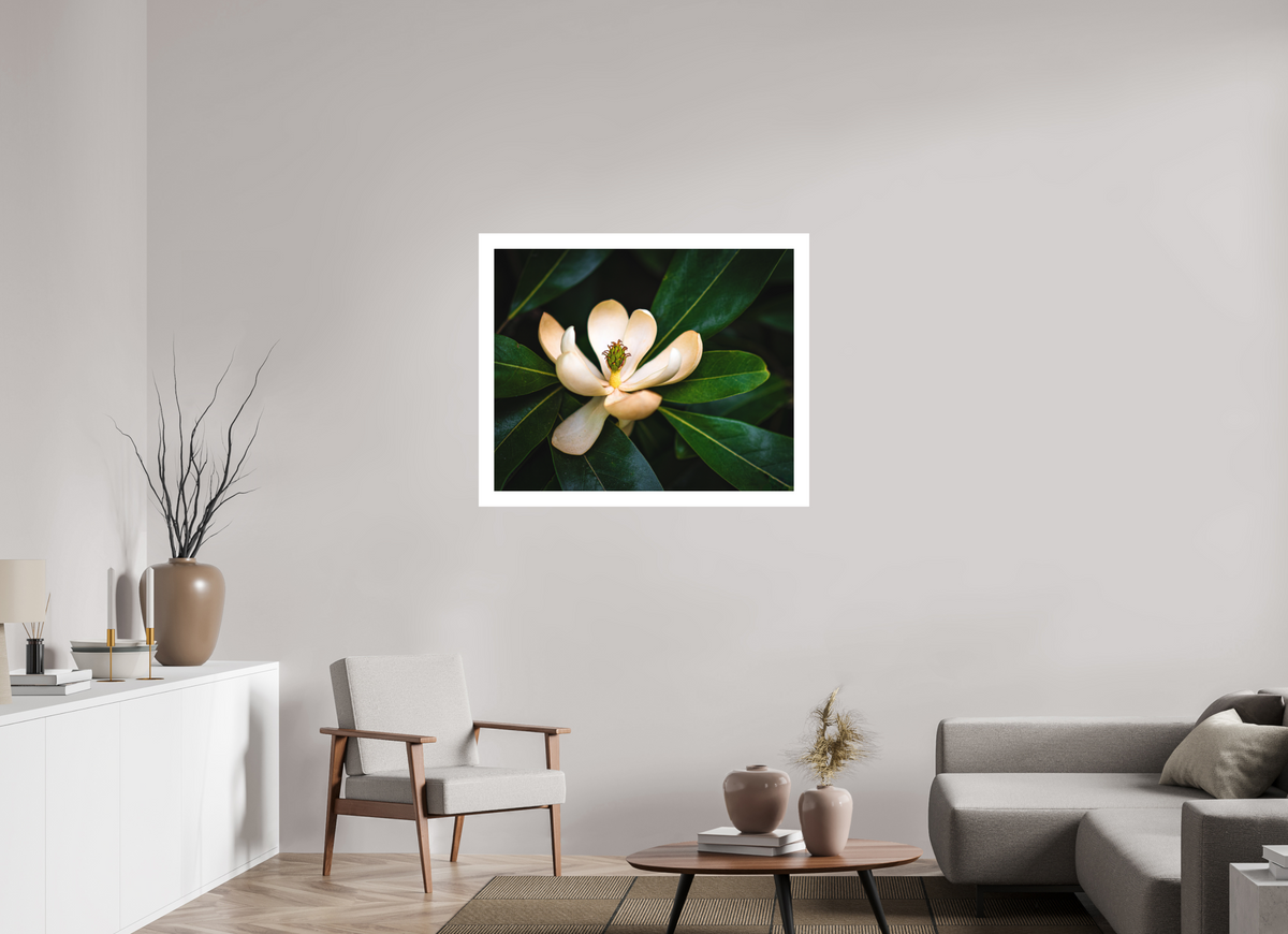 Magnolia In Bloom