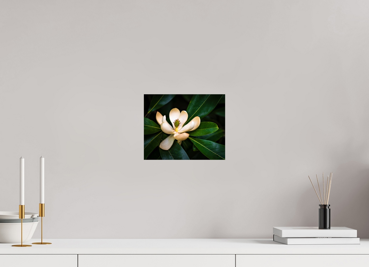 Magnolia In Bloom