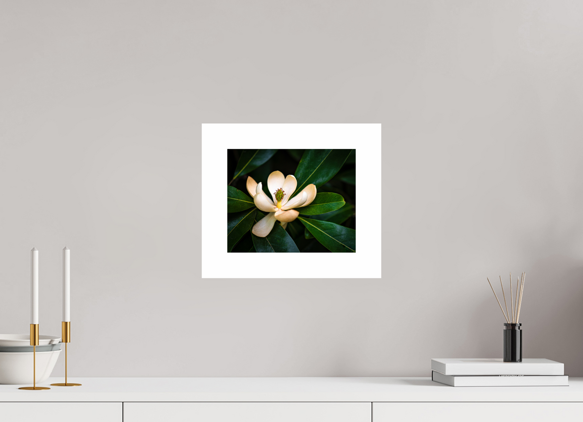 Magnolia In Bloom